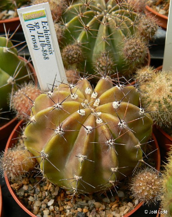 Echinopsis sp JL10-868 (pink fl.)